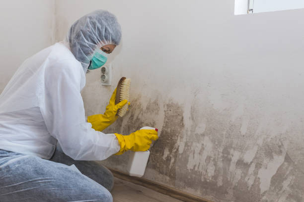 Best Comprehensive Air Testing for Mold Contaminants in Sulligent, AL